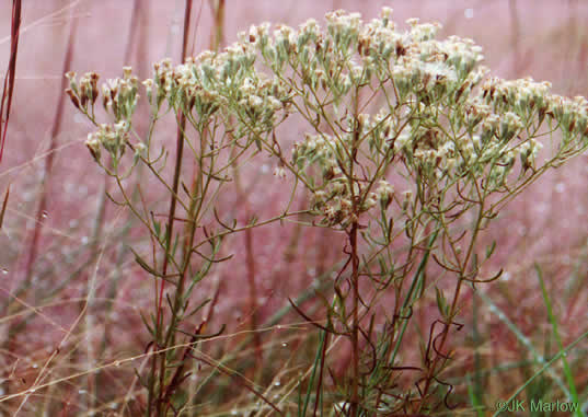 image of Eupatorium hyssopifolium, Hyssopleaf Boneset, Hyssopleaf Thoroughwort, Hyssopleaf Eupatorium