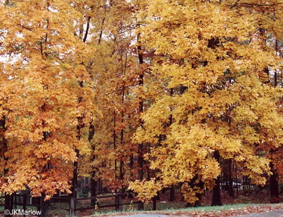 image of Carya ovalis, Red Hickory, Sweet Pignut Hickory