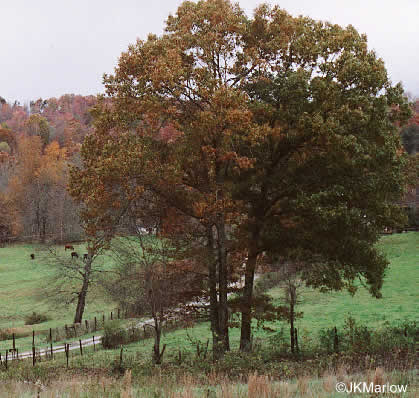 image of Quercus falcata, Southern Red Oak, Spanish Oak