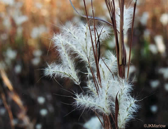 image of Andropogon ternarius, Splitbeard Bluestem, Silvery Bluestem