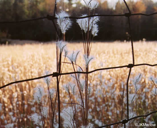 image of Andropogon ternarius, Splitbeard Bluestem, Silvery Bluestem