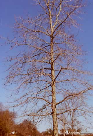 image of Liquidambar styraciflua, Sweetgum