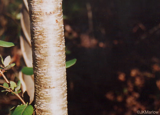 image of Prunus serotina var. serotina, Black Cherry, Eastern Wild Black Cherry, Bird Cherry