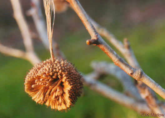 image of Platanus occidentalis var. occidentalis, American Sycamore, Planetree