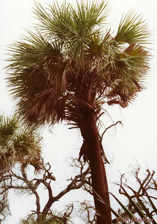 image of Sabal palmetto, Cabbage Palmetto