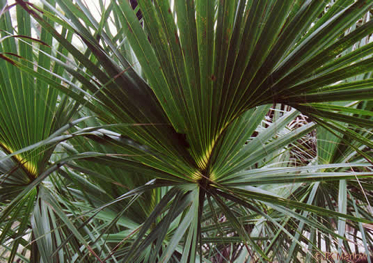 image of Sabal palmetto, Cabbage Palmetto