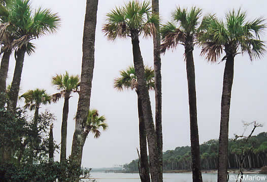 Sabal palmetto, Cabbage Palmetto