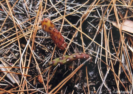 image of Opuntia drummondii, Dune Prickly-pear, Dune Devil-joint, Devils-joint Cactus, Little Prickly-pear