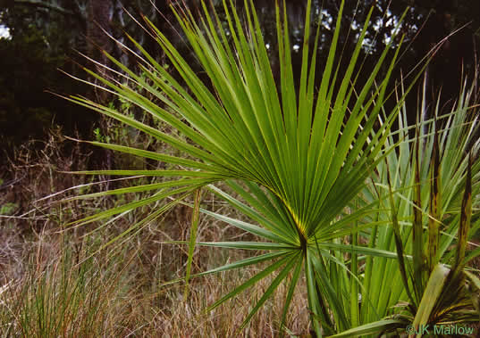 Sabal palmetto, Cabbage Palmetto