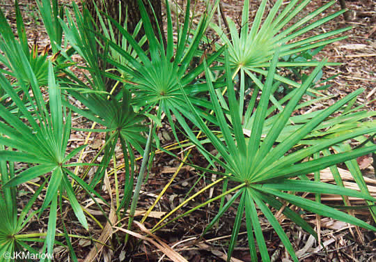 image of Serenoa repens, Saw Palmetto