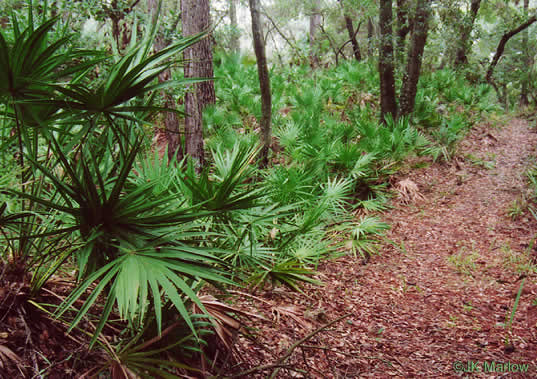 prickles