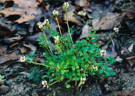 image of Cardamine hirsuta, Hairy Bittercress