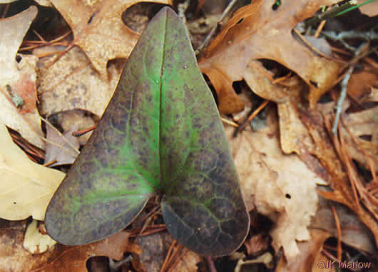 image of Hexastylis arifolia, Little Brown Jug, Arrowhead Heartleaf, Arrowleaf Heartleaf, Pigs