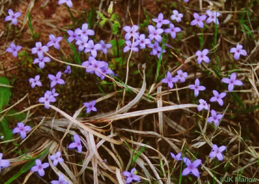 image of Houstonia pusilla, Tiny Bluet, Small Bluet