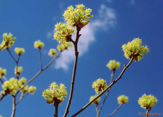 image of Sassafras albidum, Sassafras