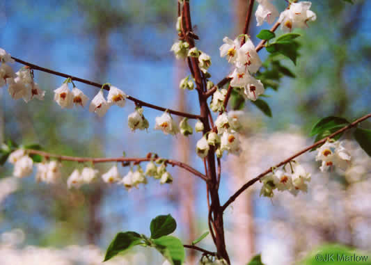 image of Halesia carolina, Little Silverbell