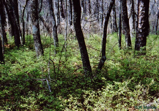 image of Vaccinium pallidum, Hillside Blueberry, Dryland Blueberry, Upland Low Blueberry, Lowbush Blueberry