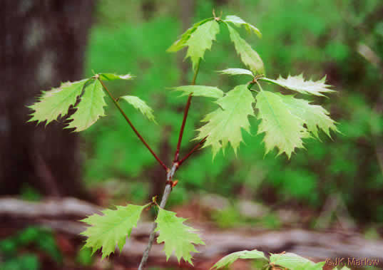 image of Quercus rubra +, Northern Red Oak, Red Oak