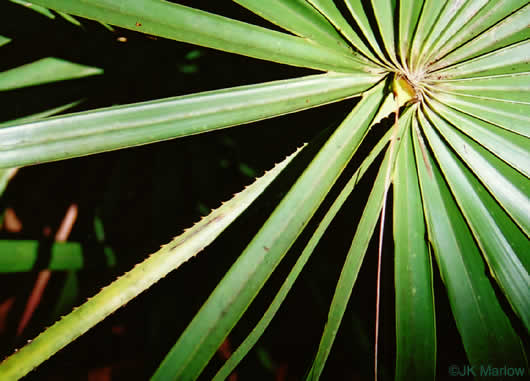 image of Serenoa repens, Saw Palmetto