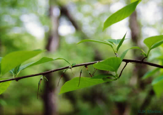 image of Halesia carolina, Little Silverbell