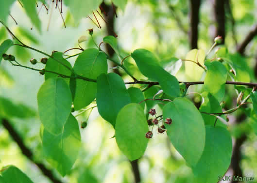 image of Amelanchier arborea, Downy Serviceberry, Sarvisberry