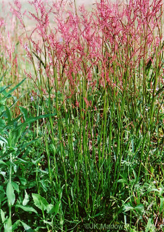 image of Acetosa acetosella, Sheep Sorrel, Red Dock, Sourgrass, Field Sorrel