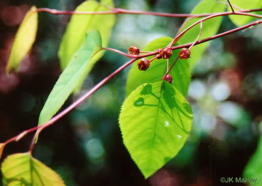 image of Amelanchier laevis, Smooth Serviceberry, Allegheny Serviceberry