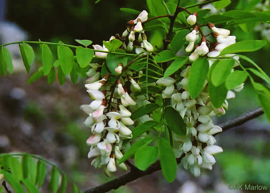 image of Robinia pseudoacacia, Black Locust