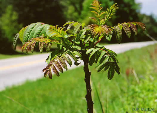 image of Rhus glabra, Smooth Sumac, Common Sumac