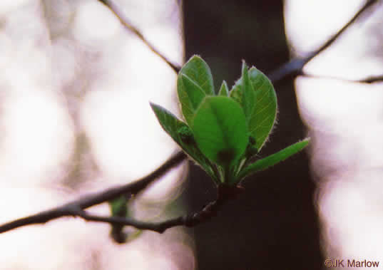 image of Nyssa sylvatica, Blackgum, Black Tupelo, Sour Gum