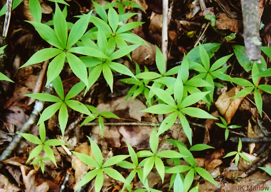 image of Medeola virginiana, Indian Cucumber-root