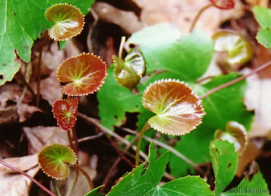 image of Galax urceolata, Galax, Beetleweed