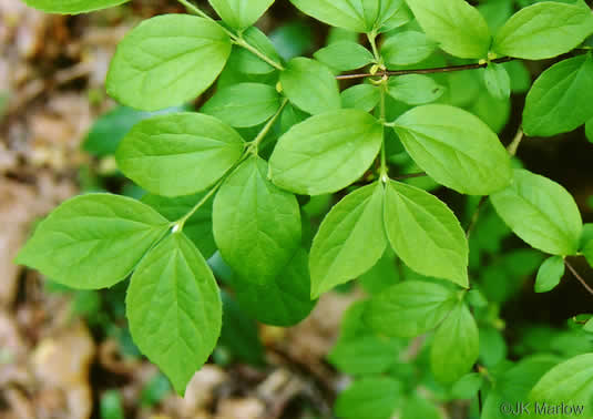 image of Philadelphus inodorus, Appalachian Mock-orange, Scentless Mock-orange