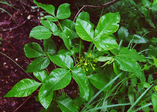 image of Ptelea trifoliata, Wafer-ash, Hoptree