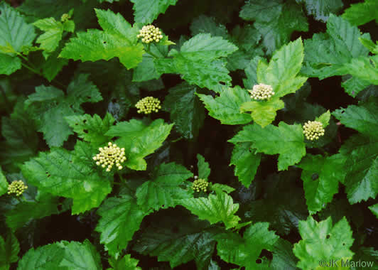 image of Physocarpus opulifolius var. opulifolius, Flowering Ninebark, Eastern Ninebark