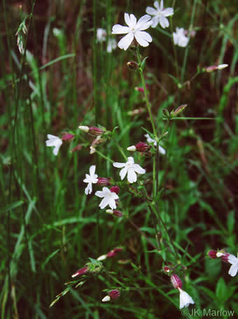 image of Silene latifolia, White Campion, Evening Campion, White Cockle, Evening Lychnis