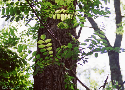 image of Robinia pseudoacacia, Black Locust