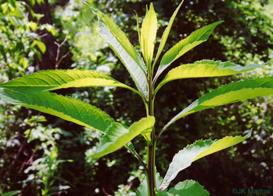 image of Verbesina alternifolia, Common Wingstem