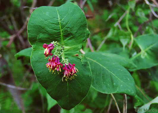 image of Lonicera dioica, Smooth Honeysuckle, Mountain Coral Honeysuckle, Limber Honeysuckle