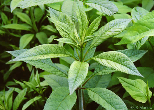 image of Eutrochium fistulosum, Hollow-stem Joe-pye-weed