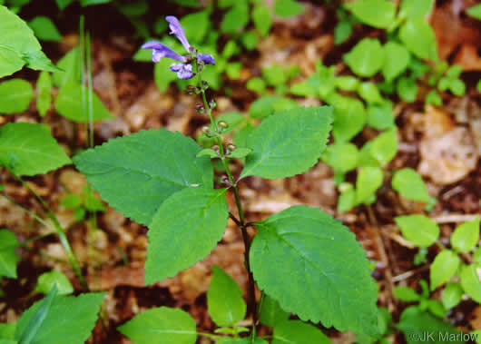 image of Scutellaria serrata, Showy Skullcap, Serrate Skullcap