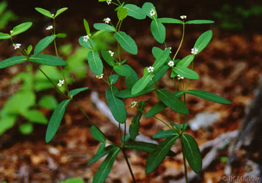 image of Euphorbia pubentissima, False Flowering Spurge, Southeastern Flowering Spurge, Southern Flowering Spurge