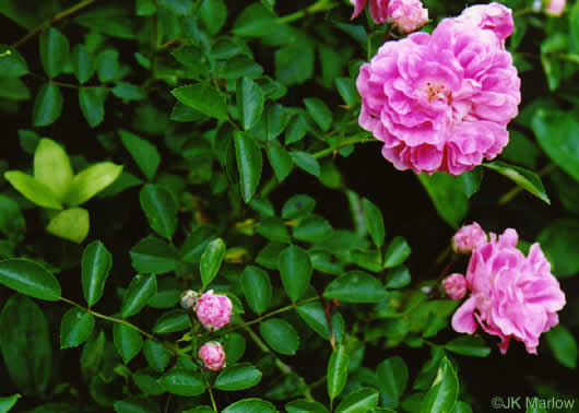 image of Rosa lucieae, Memorial Rose, Dorothy Perkins Rose, Lucie Rose