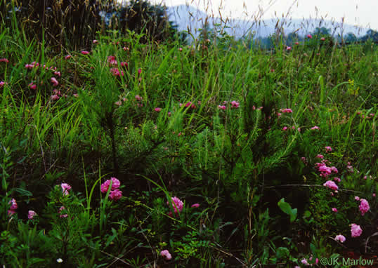 image of Rosa lucieae, Memorial Rose, Dorothy Perkins Rose, Lucie Rose