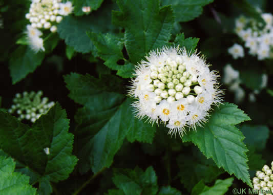 image of Physocarpus opulifolius var. opulifolius, Flowering Ninebark, Eastern Ninebark