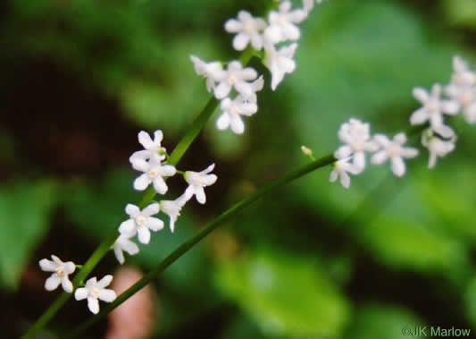 image of Galax urceolata, Galax, Beetleweed