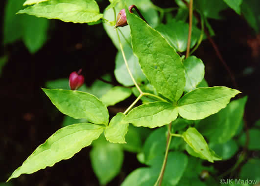 Clematis viorna, Northern Leatherflower, Vase-vine