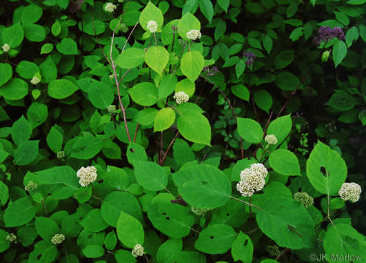 image of Hydrangea cinerea, Ashy Hydrangea, Southern Wild Hydrangea