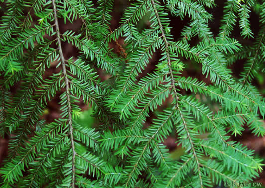 image of Tsuga canadensis, Eastern Hemlock, Canada Hemlock, Spruce Pine, Hemlock Spruce