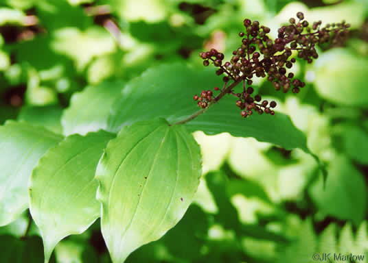 image of Maianthemum racemosum, False Solomon's Seal, Eastern Solomon's Plume, May-plume